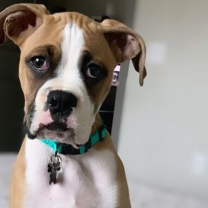 Meet your Posher, Abby